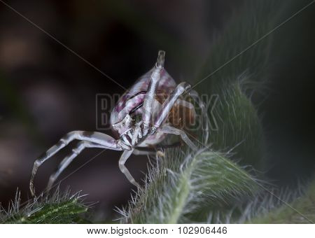 spiders