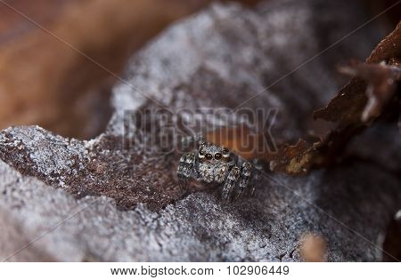spider