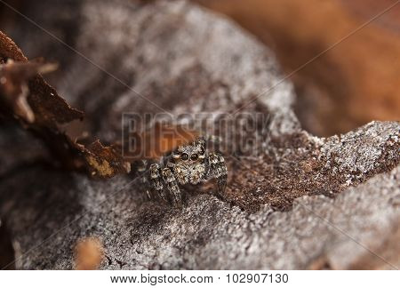 spider