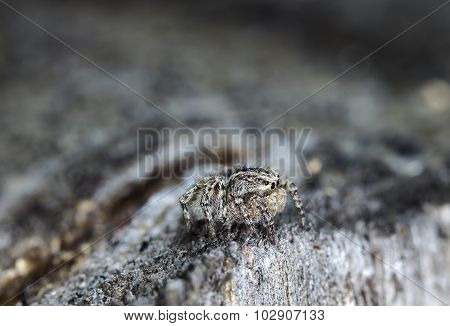 spider