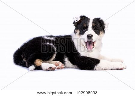 Cute Texas Heeler Puppy