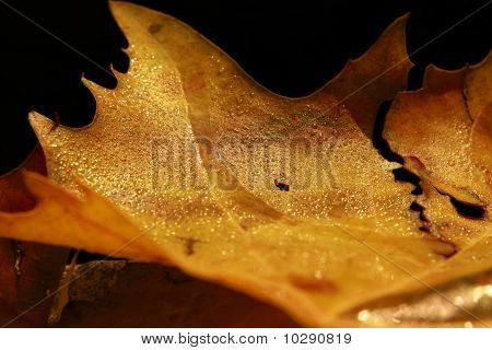 Rugiada del mattino autunnale