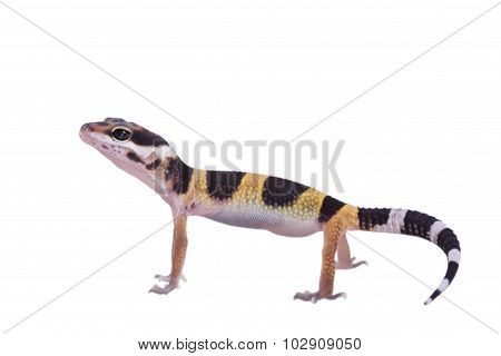 Leopard gecko Eublepharis macularius isolated