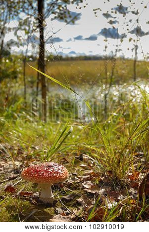 Beautiful poisonous mushroom fly agaric on a background of bushes and lakes