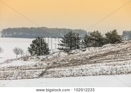 Trees In Field Covered By Snow. Winter Scenery