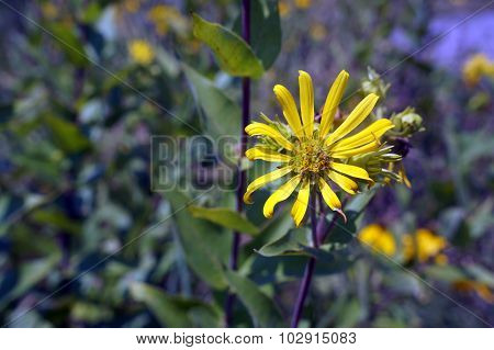 Prairie Rosinweed