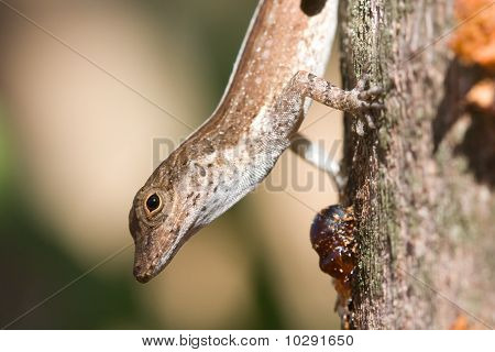 closeup de lagarto