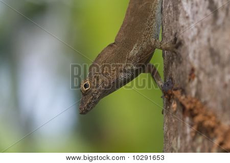 macro de lagarto marrom
