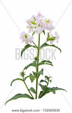 Soapwort Wildflower