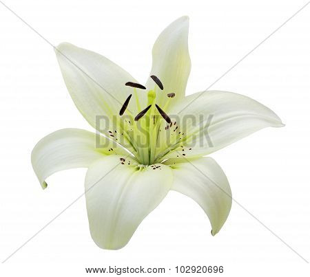 Single White Lily