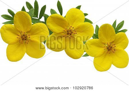 Yellow Monrovia Potentilla