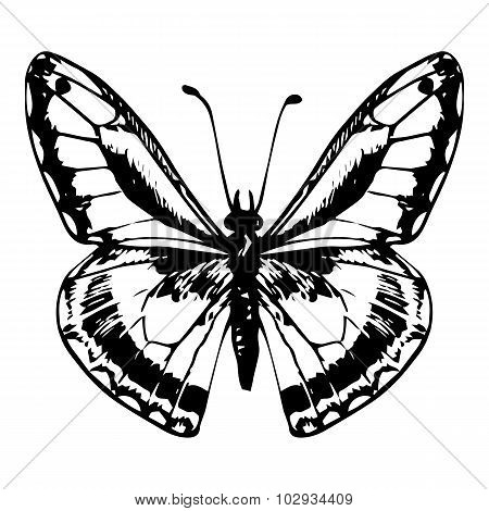 hand drawn butterfly