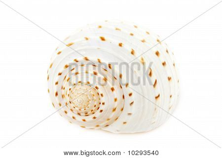 Shell Tune šnek (tonna Galea) izolované