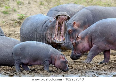Hippo Family