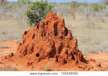 Termite Mound