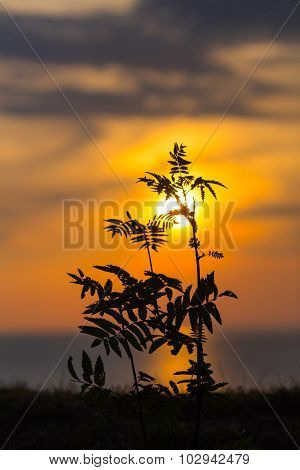 Sunset through leaves silhouette with beautiful sky
