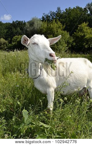 goat