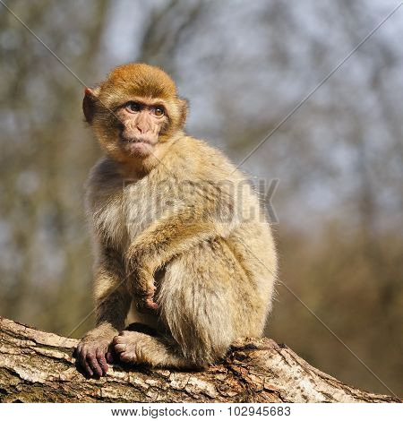 Barbary Macaque, The Netherlands