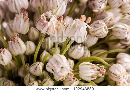 Leek Flower