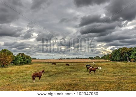 Horses Grazing On A Maryland Farm In Autumn