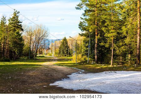 Spring in the woods. Snow and green trees
