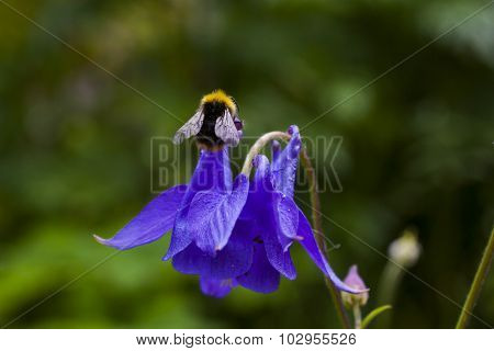 blue columbine