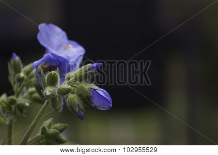 greek valerian