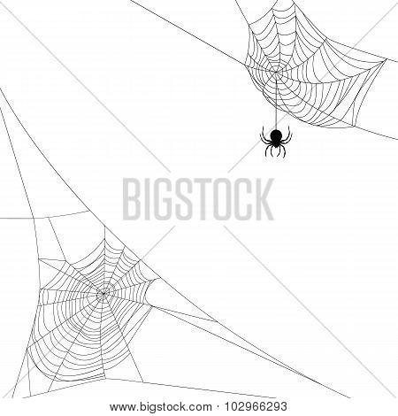 two spider webs