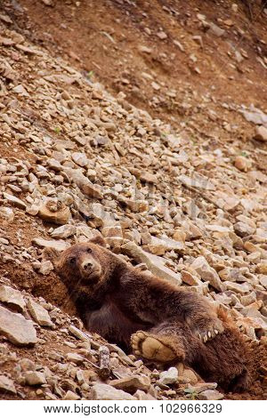 Relaxing bear