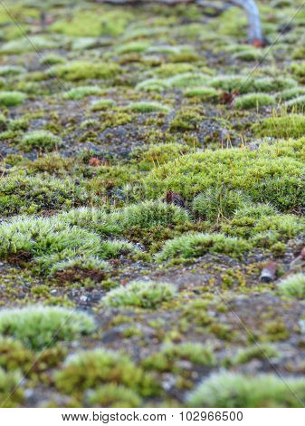 Moss