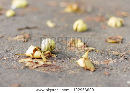 Rotten harvest
