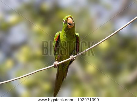 Pionus