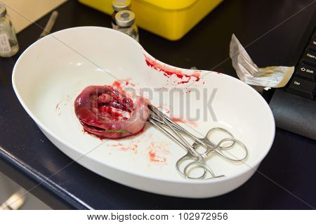 Veterinarian had operating a cat with ileus