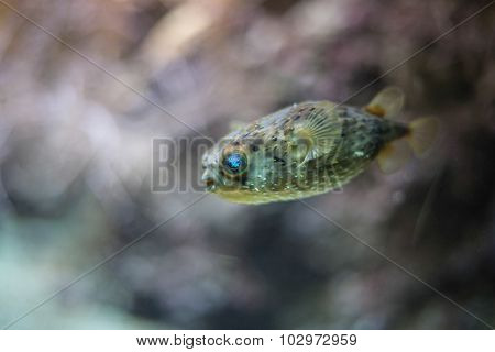 Magic Blow-fish