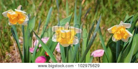 Narcissus