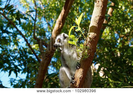 Long-tailed Lemurs With Huge Golden Eyes