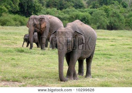 Sri Lanka Elephant