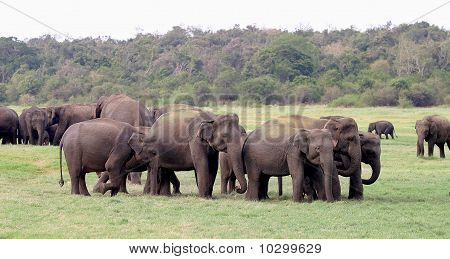 Sri Lanka Elephant
