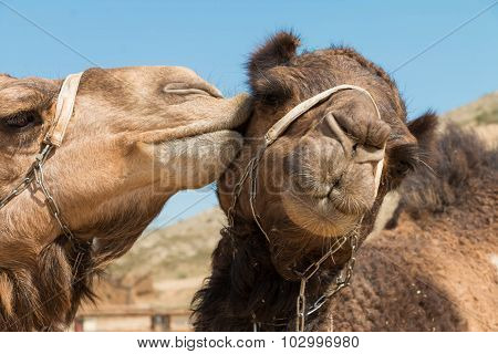 Kiss Camel