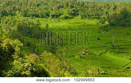 Rice terraces on the volcano Agung. Bali. Indonesia.