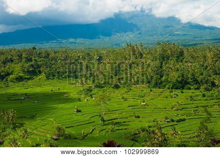 Rice terraces on the volcano Agung. Bali. Indonesia.