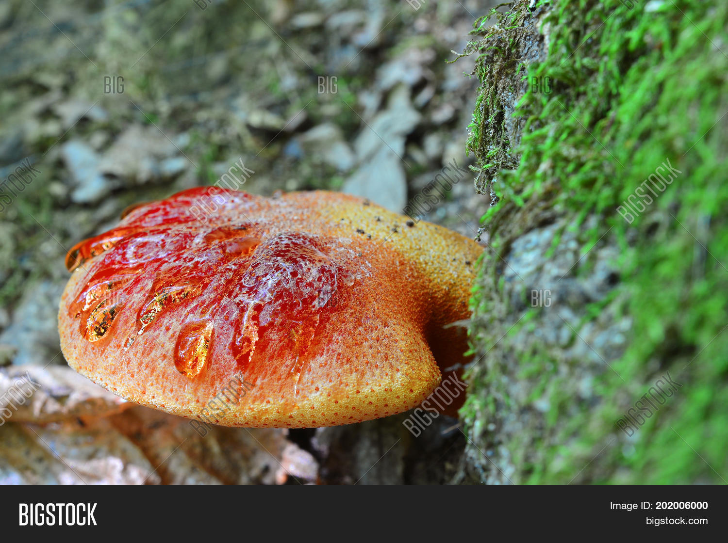 Image Preview