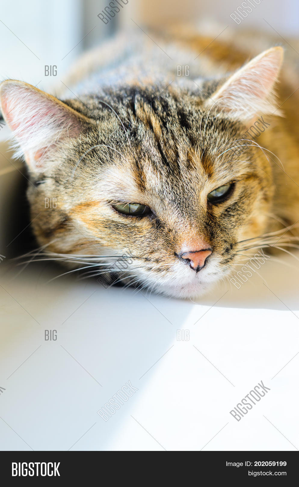 Image Preview