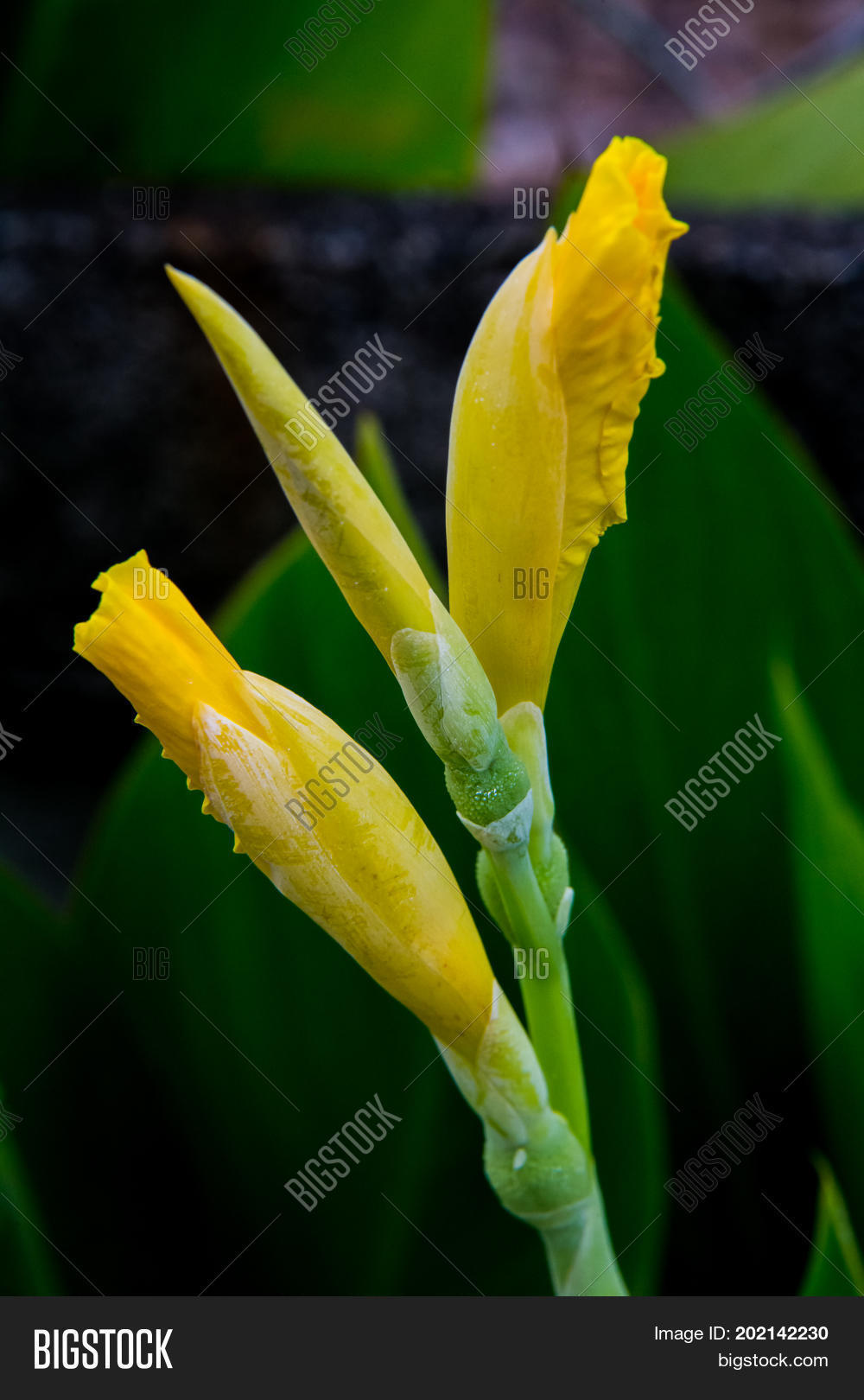 Image Preview