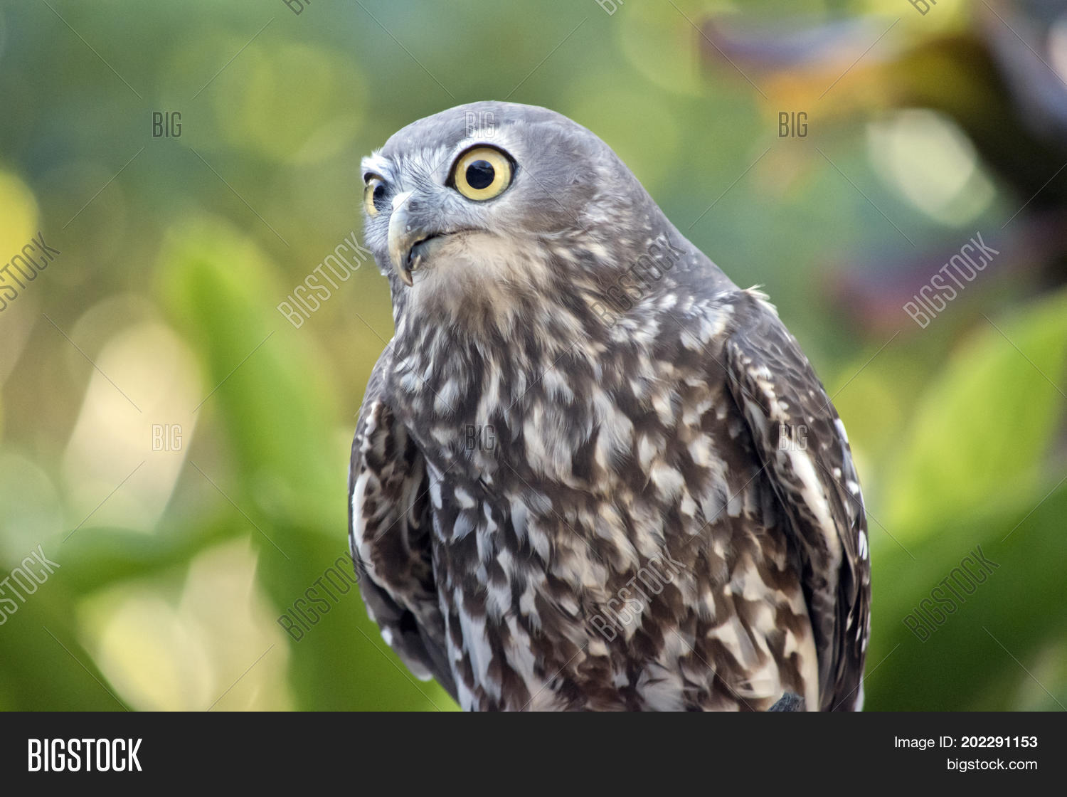 Image Preview