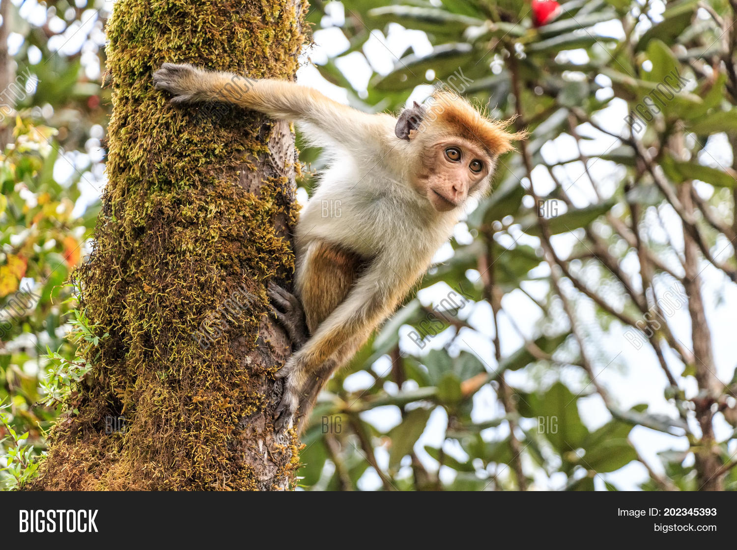 Image Preview