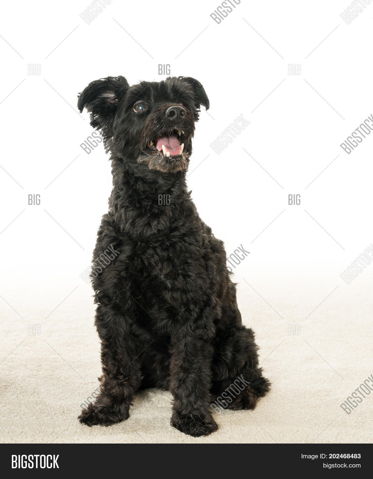 Isolated Portrait Image Photo Free Trial Bigstock