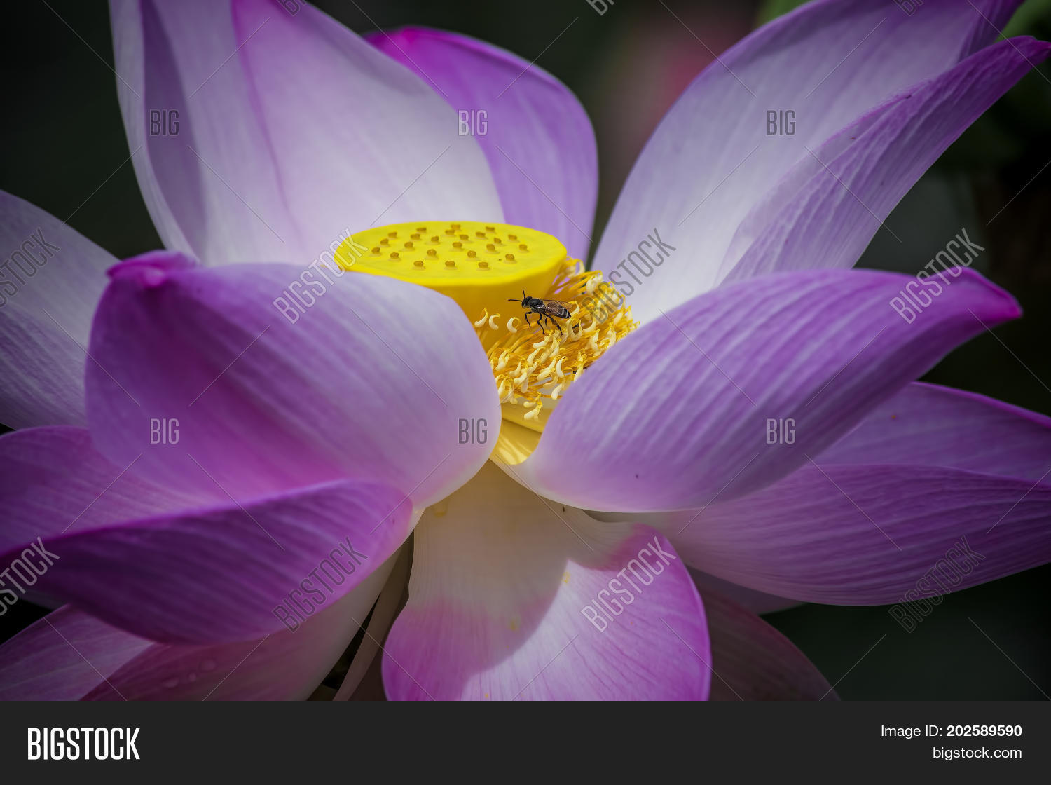 Image Preview