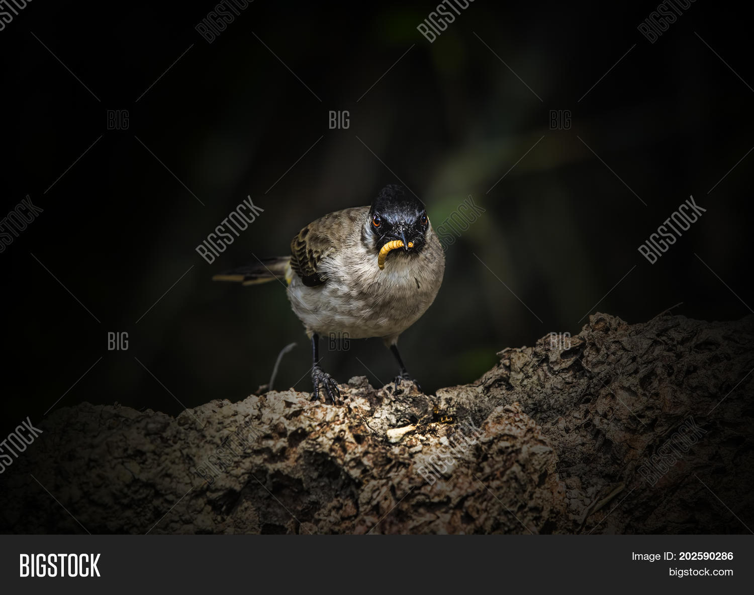 Image Preview