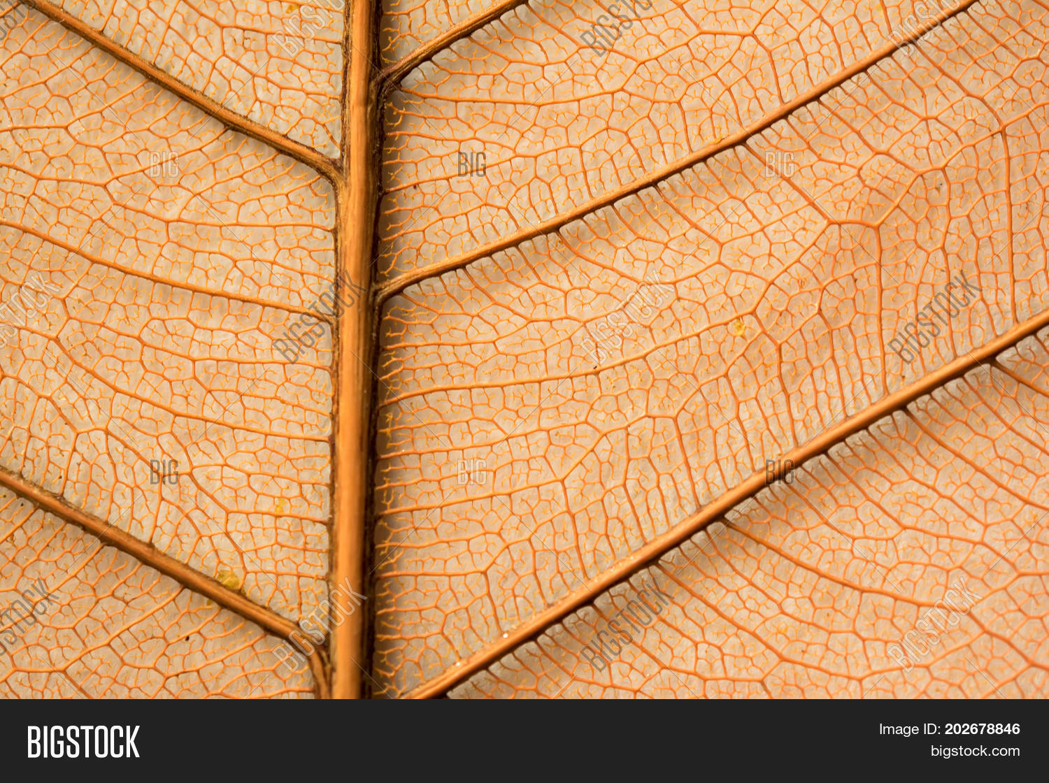 Dried Orange Leaf Image Photo Free Trial Bigstock Isolated hand drawn whole orange, leaves and flower bloom. bigstock